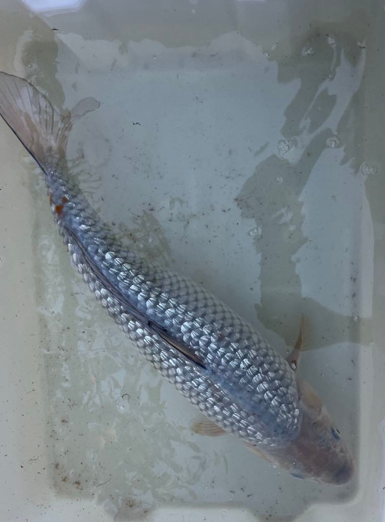 Kin Gin Rin Soragoi 55εκ Marusei - Premium Koi