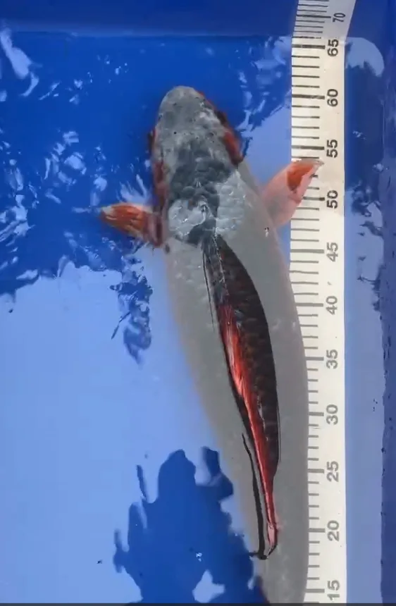Hi Asagi Θηλυκό 55εκ Marusei - Premium Koi